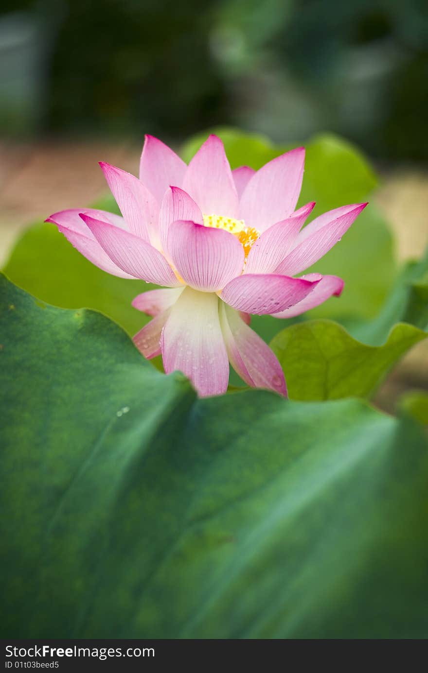 Lotus And Leaf