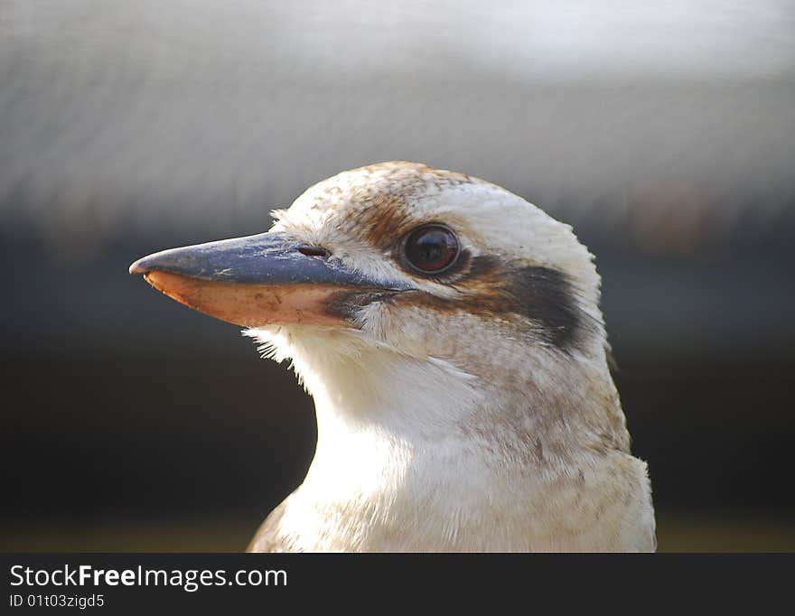 Closeup of kookabura bird with blurred background