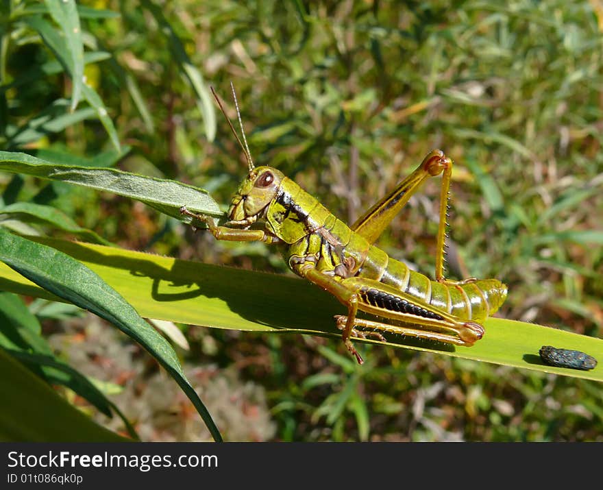 A close-up of the big green grasshopper on grass. A close-up of the big green grasshopper on grass.