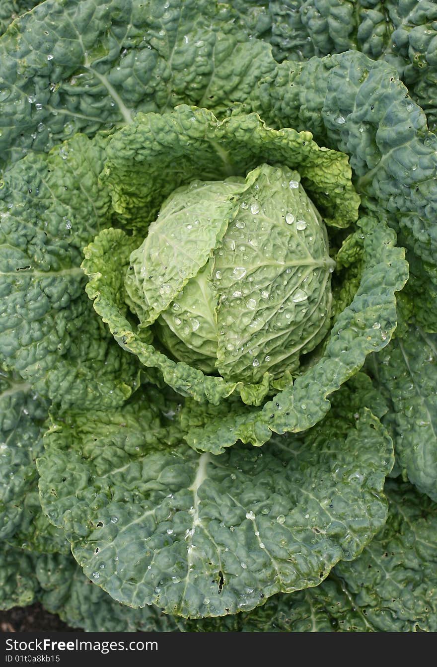 Savoy cabbage head in field