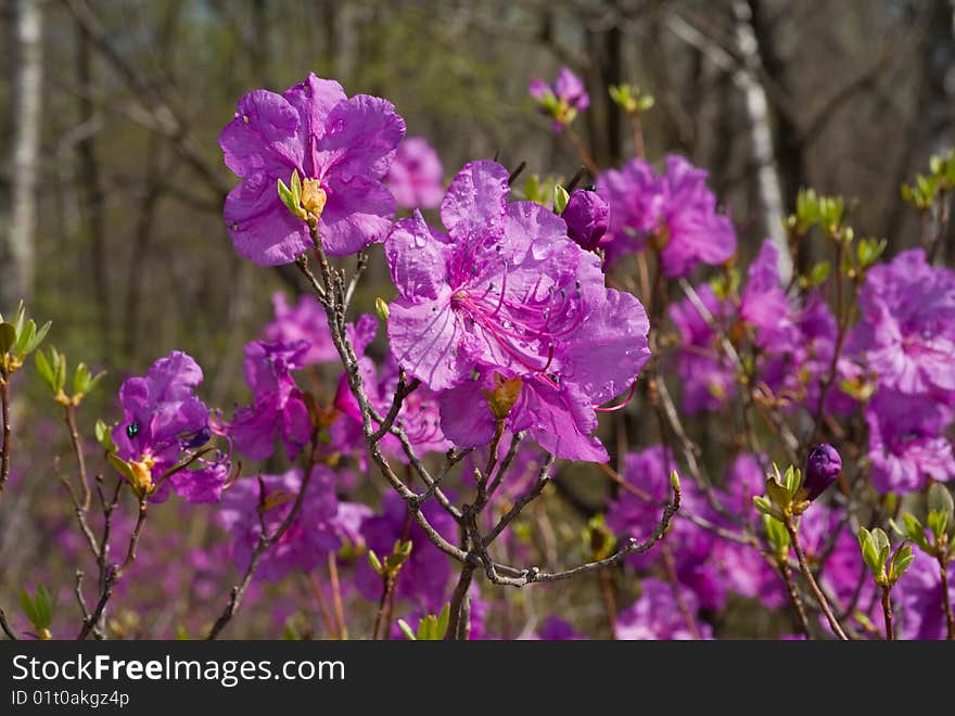 A close-up of the flowers of rhododendron with drops of rain on petals. A close-up of the flowers of rhododendron with drops of rain on petals.