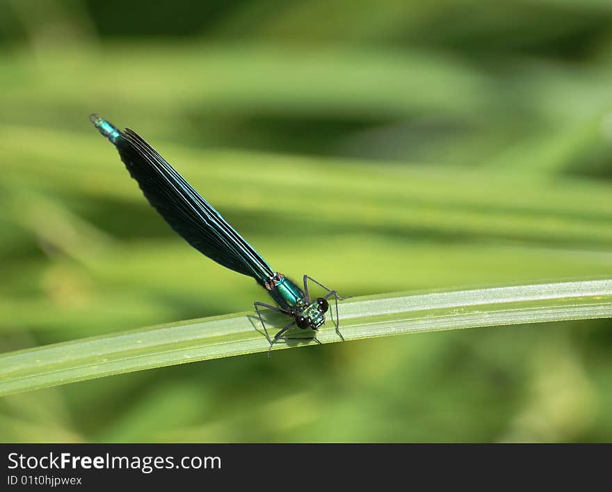 Dragonfly