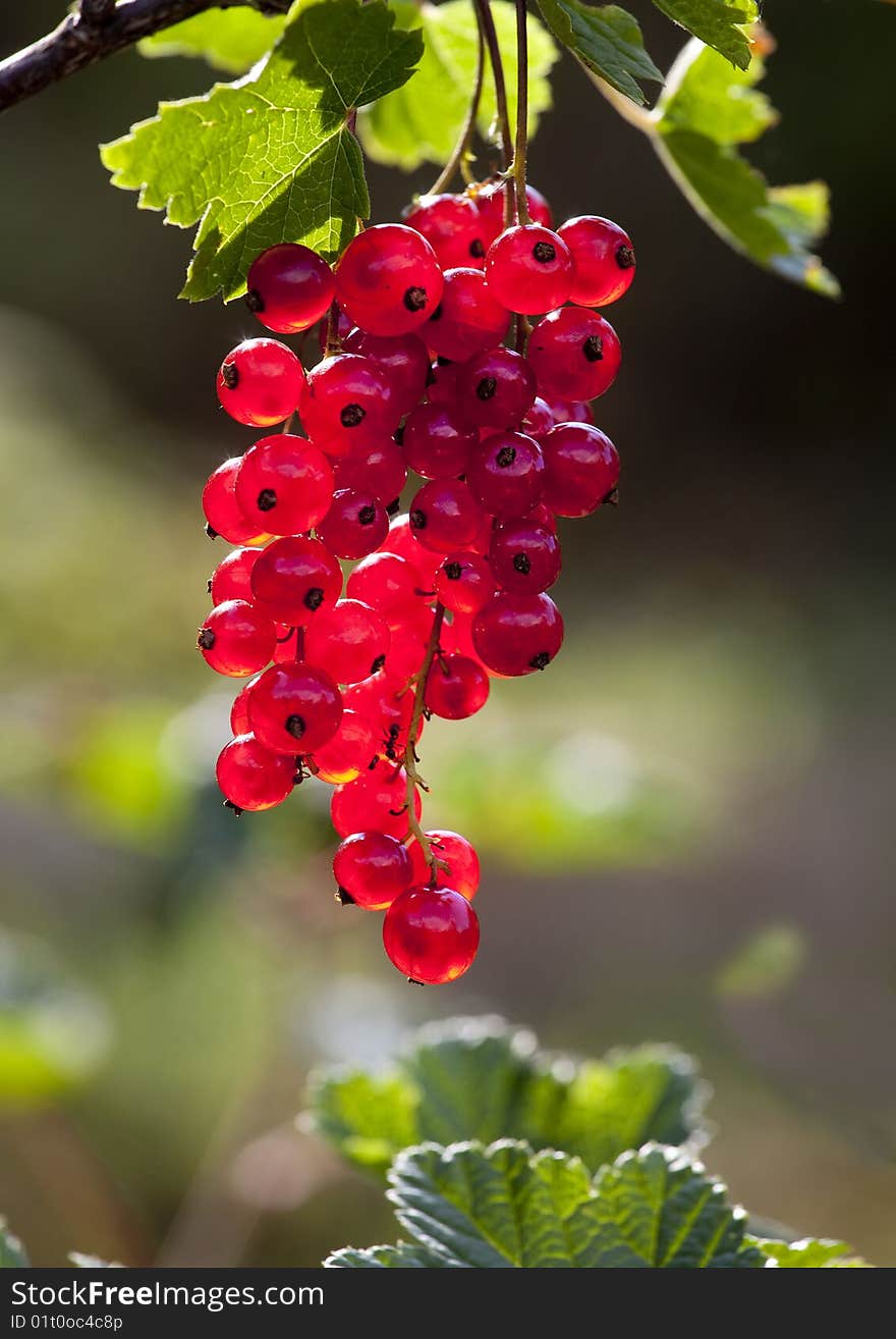 Cluster Of Red Currant