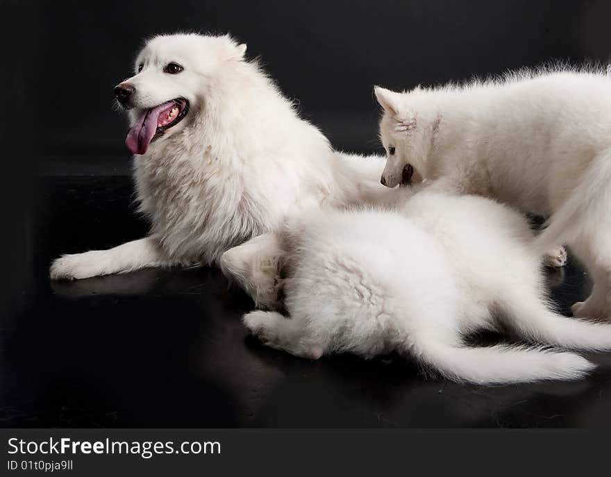 White Samoyeds on a black plastic reflecting background. White Samoyeds on a black plastic reflecting background