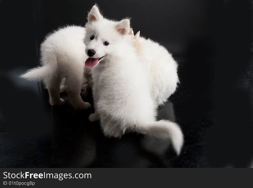 White Samoyeds on a black plastic reflecting background. White Samoyeds on a black plastic reflecting background