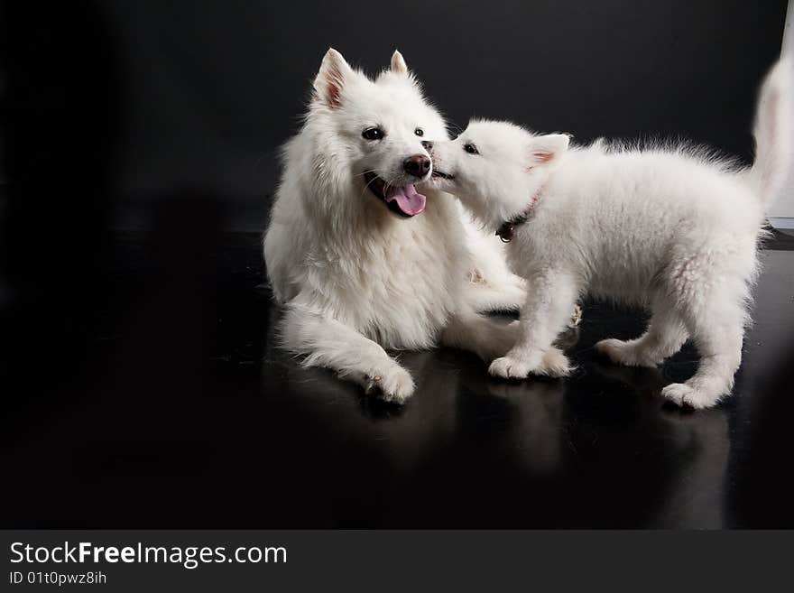 White Samoyeds on a black plastic reflecting background. White Samoyeds on a black plastic reflecting background