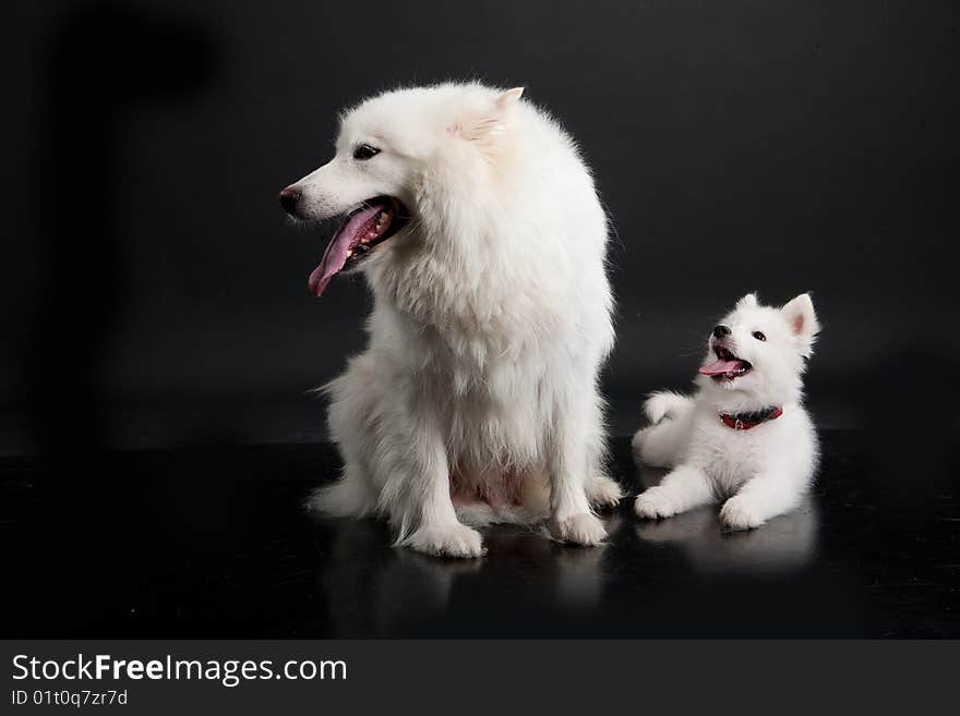 White Samoyeds on a black plastic reflecting background. White Samoyeds on a black plastic reflecting background