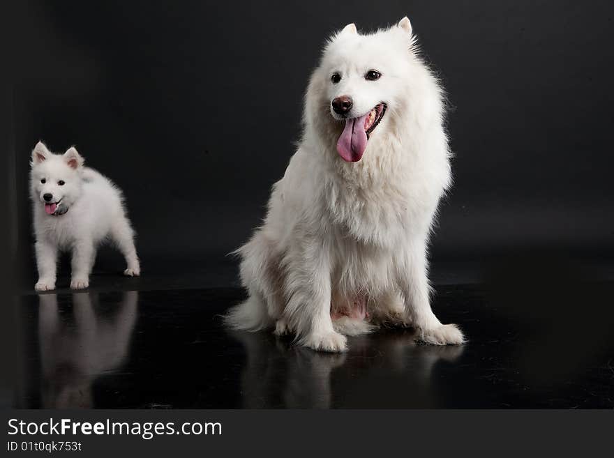 White Samoyeds on a black plastic reflecting background. White Samoyeds on a black plastic reflecting background