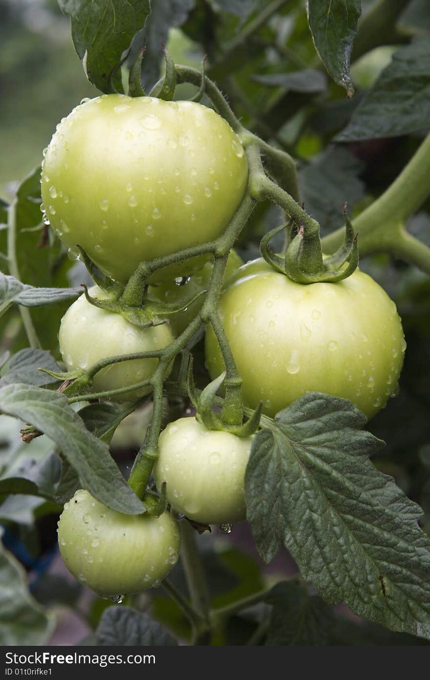 Fresh Unripe Tomatoes,with Water Drops