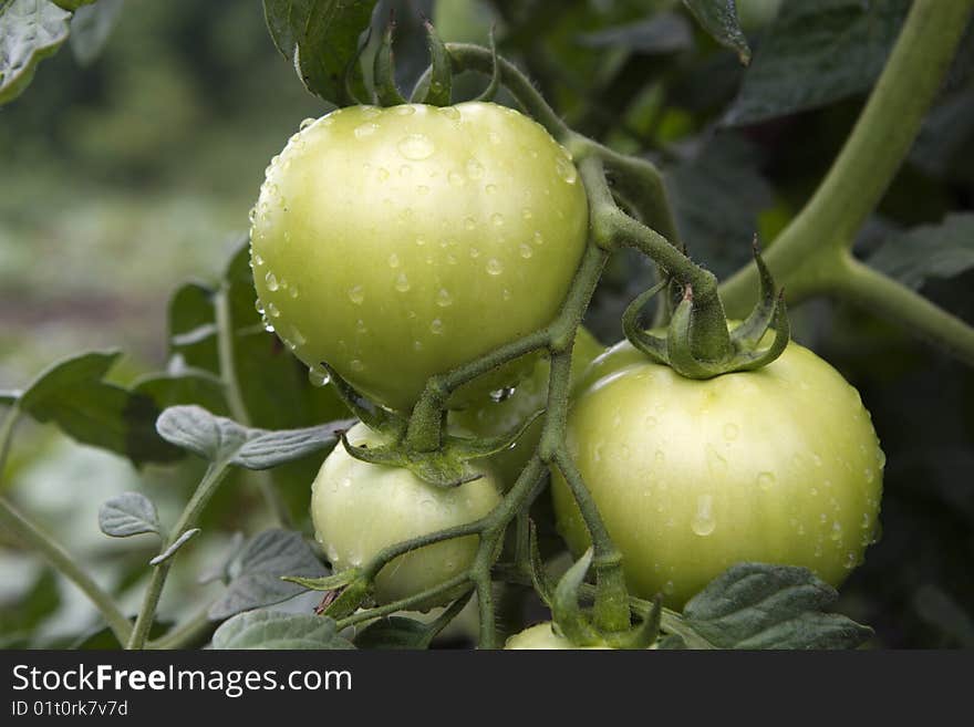 Fresh unripe tomatoes,with water drops, on the vine. Shallow depth of field. See portfolio for more like this