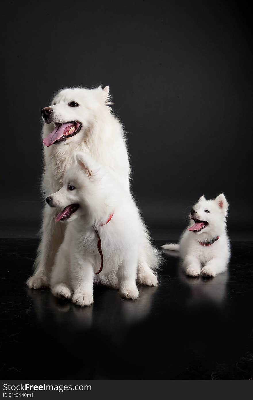 White Samoyeds on a black plastic reflecting background. White Samoyeds on a black plastic reflecting background