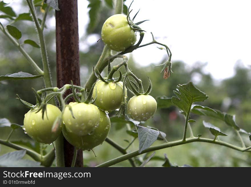 Fresh unripe tomatoes,with water drops, on the vine. Shallow depth of field.See portfolio for more like this. See portfolio for more like this