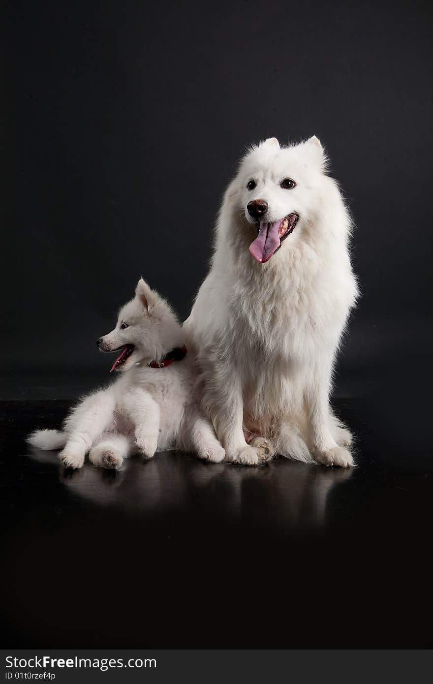 White Samoyeds on a black plastic reflecting background. White Samoyeds on a black plastic reflecting background