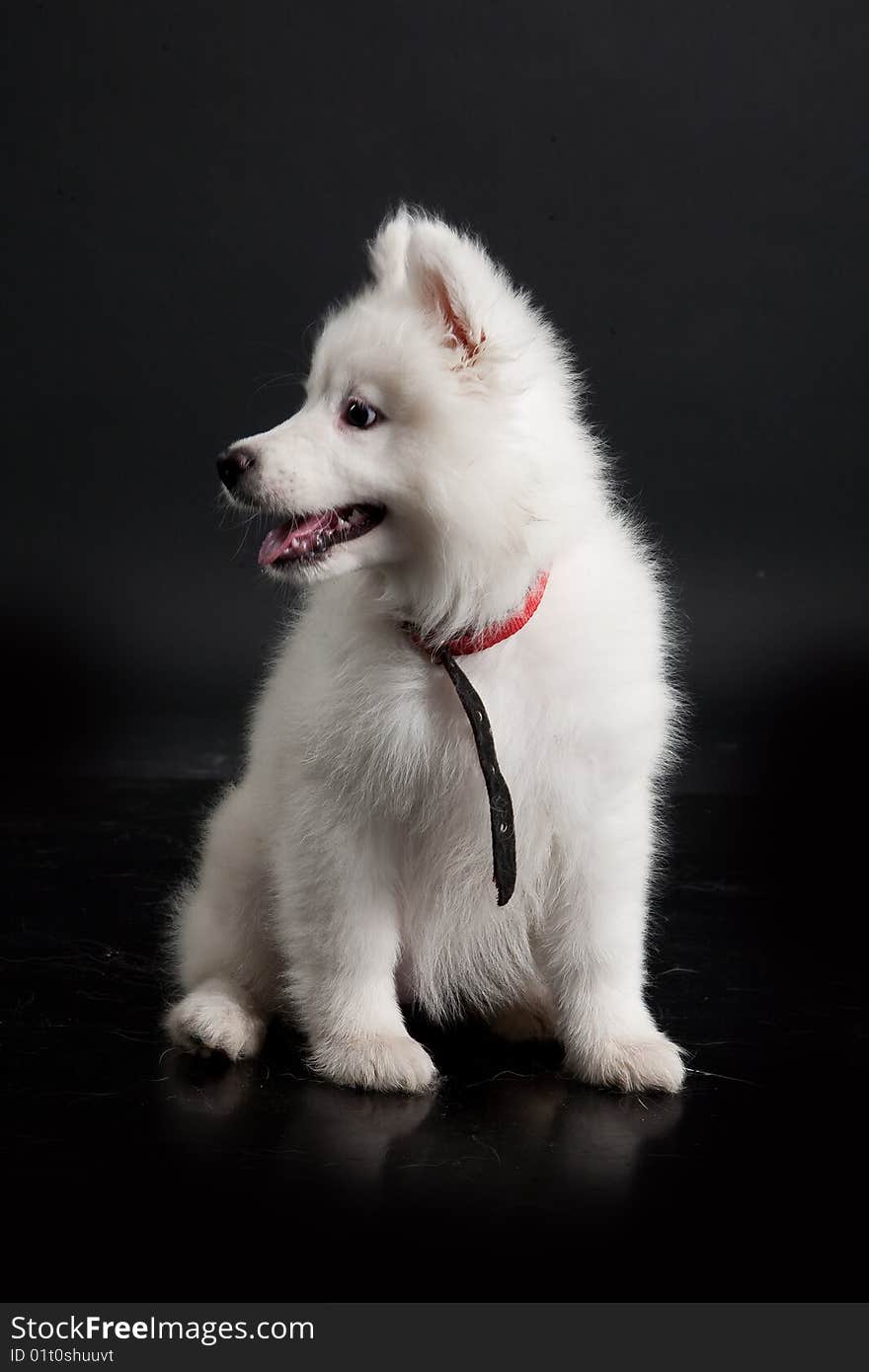 White Samoyeds on a black plastic reflecting background. White Samoyeds on a black plastic reflecting background