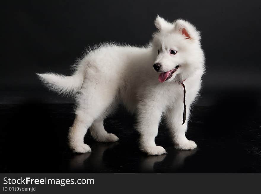 White Samoyeds on a black plastic reflecting background. White Samoyeds on a black plastic reflecting background