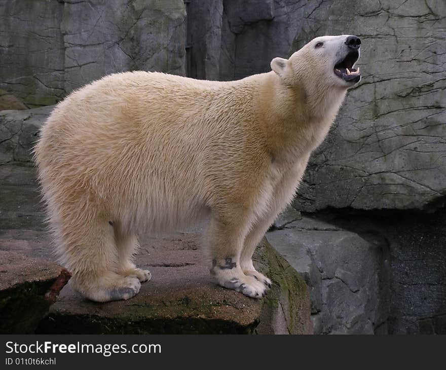 Polar bear shows teeth