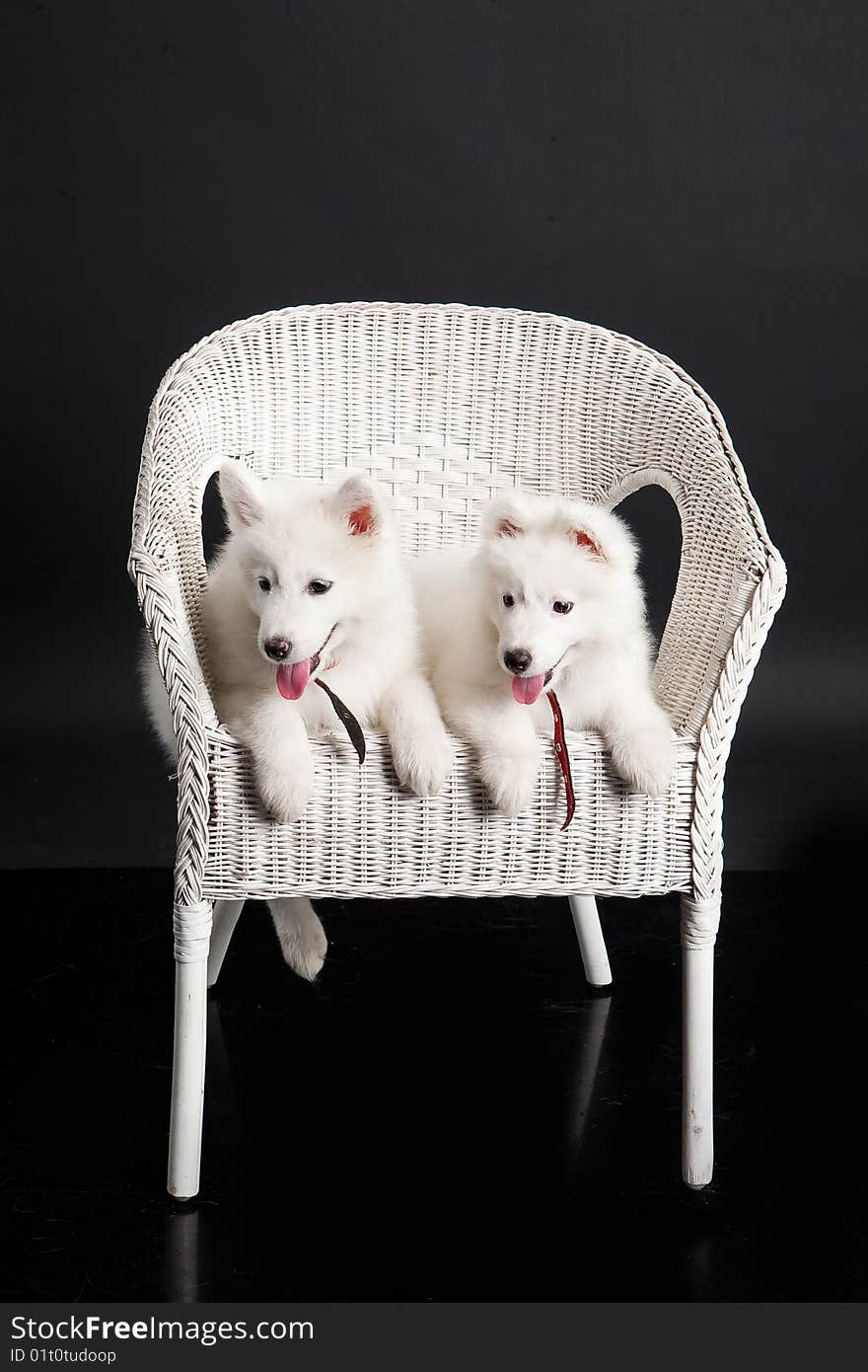 White Samoyed on a wicker rattan bench. White Samoyed on a wicker rattan bench