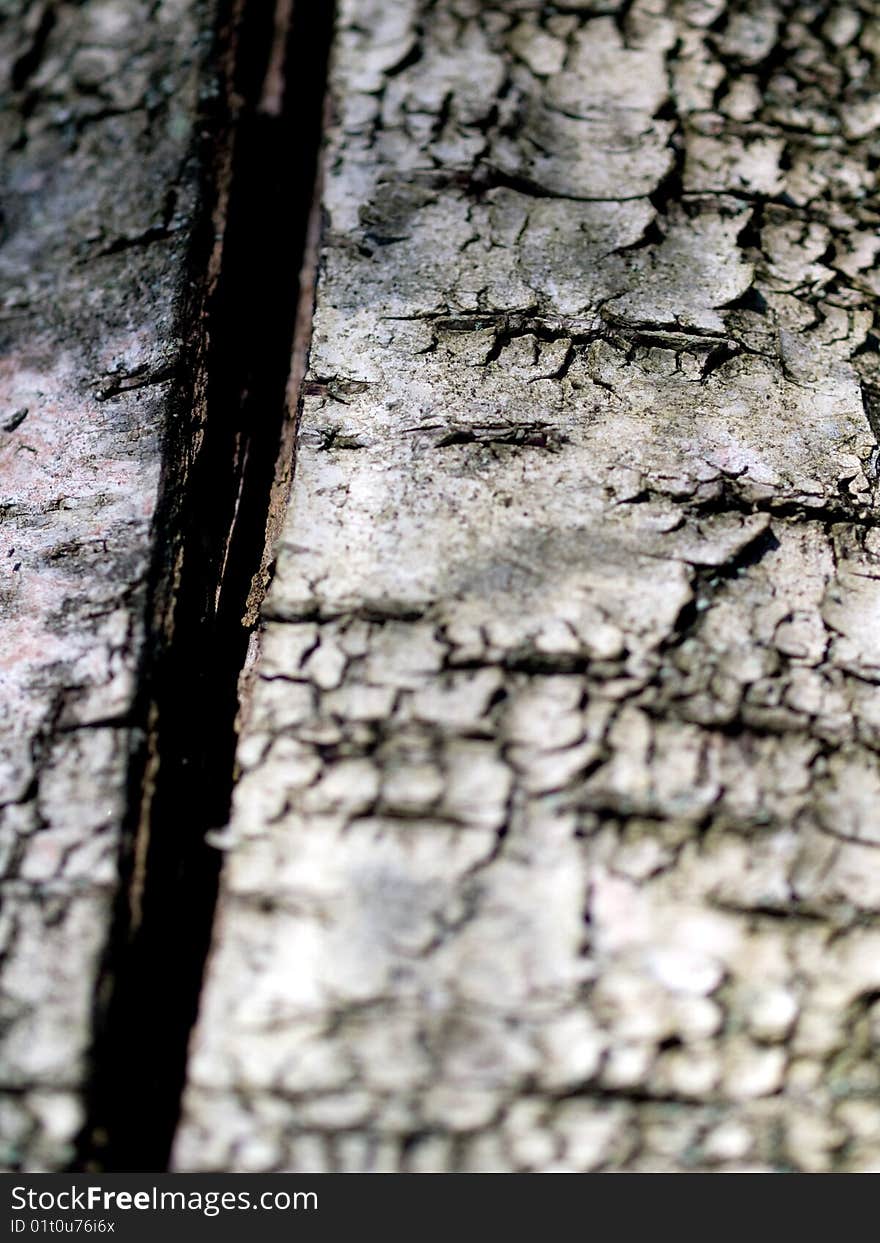 Bark of birch