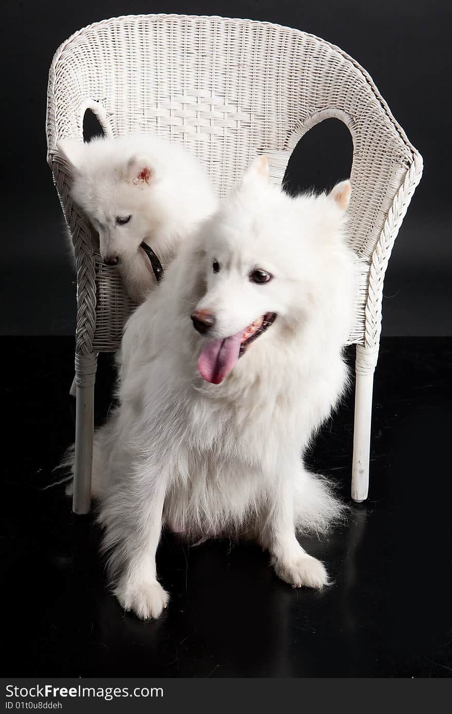 White Samoyed on a wicker rattan bench. White Samoyed on a wicker rattan bench