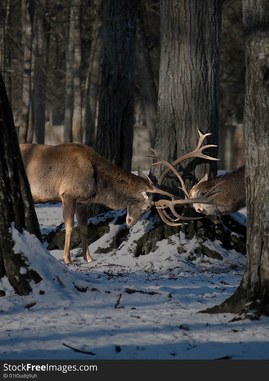 Fighting two deer in forest