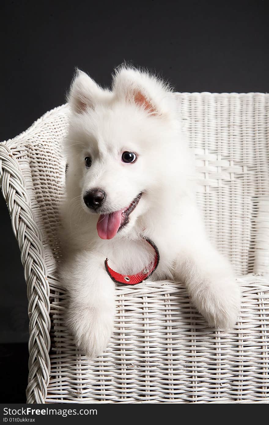 White Samoyed on a wicker rattan bench. White Samoyed on a wicker rattan bench