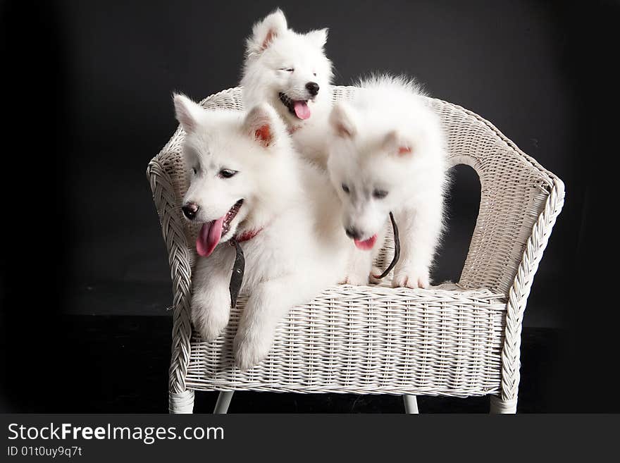 White Samoyed on a wicker rattan bench. White Samoyed on a wicker rattan bench