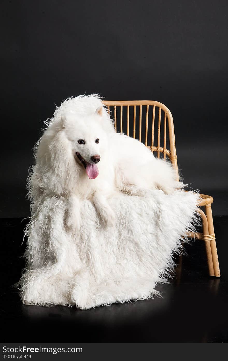 White Samoyed on a wicker rattan bench. White Samoyed on a wicker rattan bench