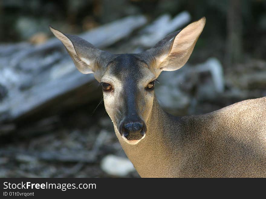 Brown deer