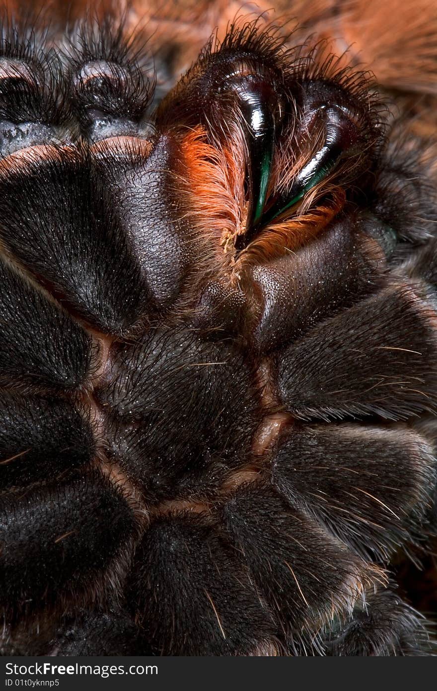 A mexican fire-leg tarantula is laying upside down just before shedding her skin. A mexican fire-leg tarantula is laying upside down just before shedding her skin.