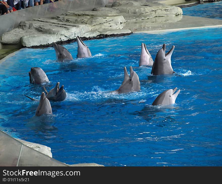 Smiling dolphins