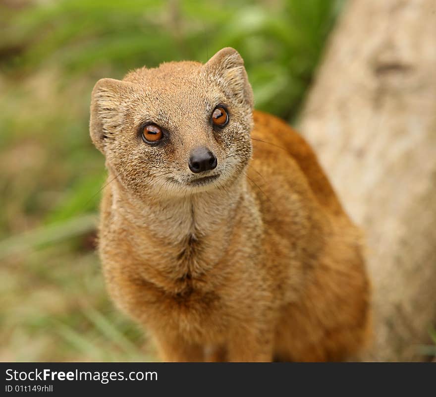 Yellow Mongoose