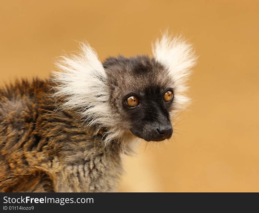 Black and White Ruffed Lemur