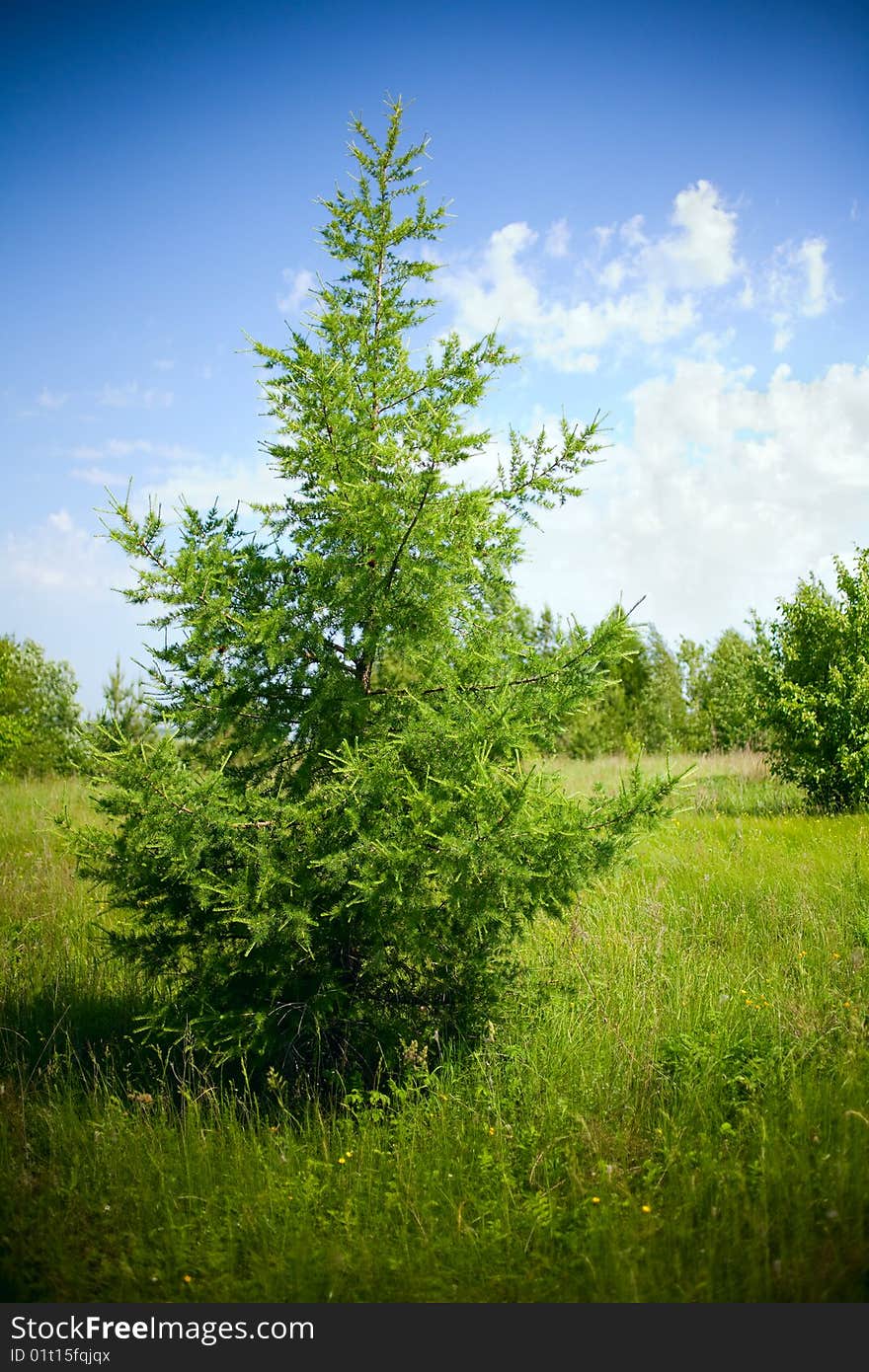 Summer landscape with a fir