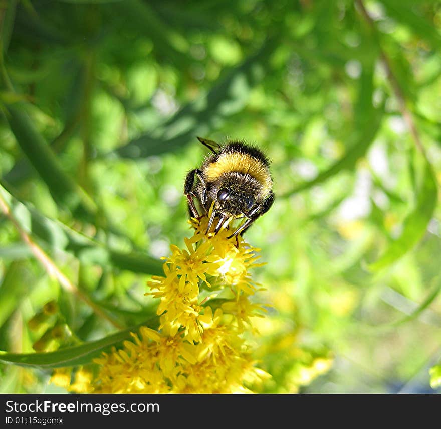 Bee on flower