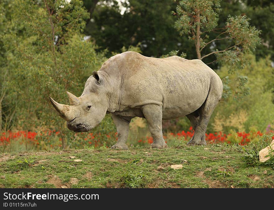 Portrait of a White Rhino