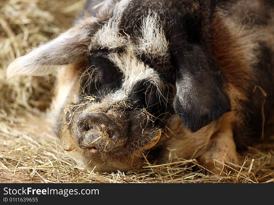 Farmyard Pig