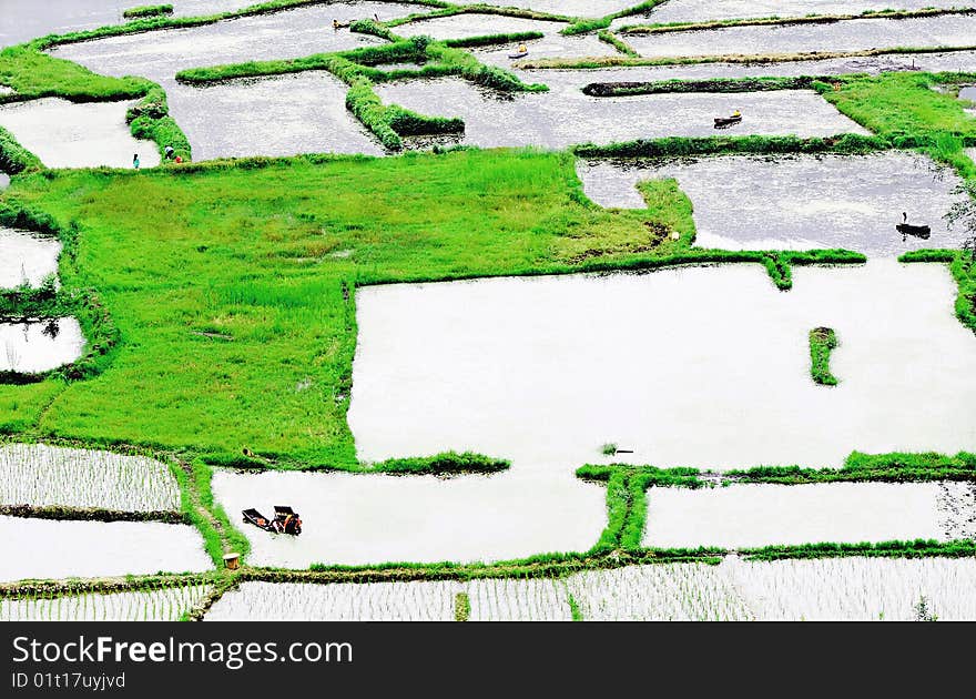 Farmers Are Working On Rice Field, China