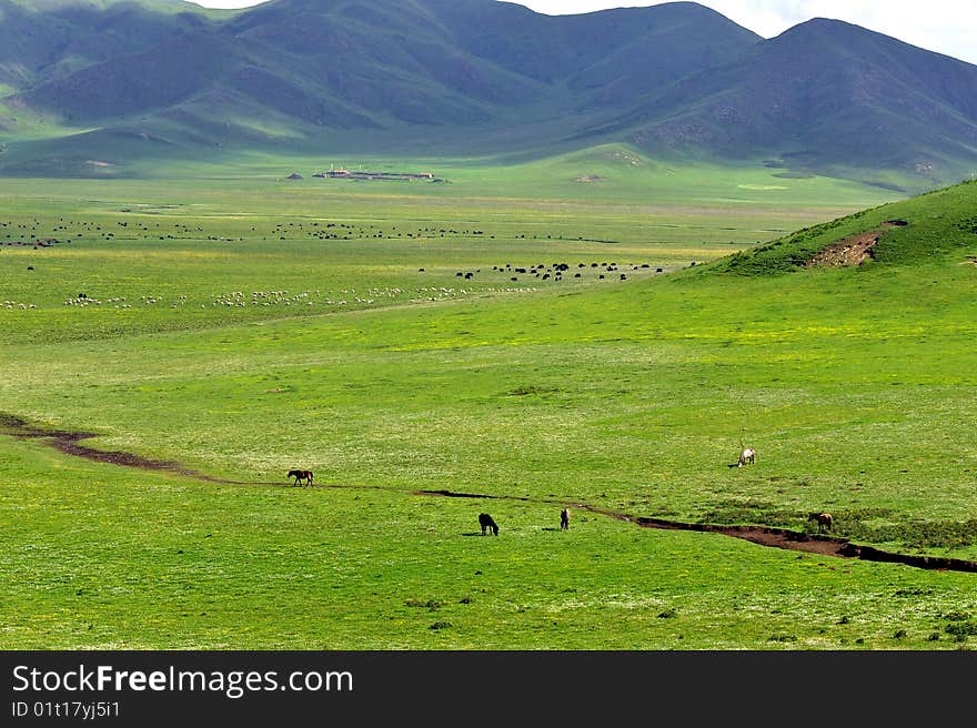 Horse and nomads tent in Tibet, China