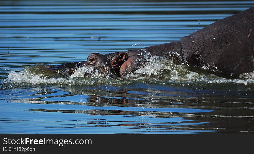 The hippopotamus (Hippopotamus amphibius) or hippo is a large, mostly plant-eating African mammal, one of only two extant species in the family Hippopotamidae (South Africa). The hippopotamus (Hippopotamus amphibius) or hippo is a large, mostly plant-eating African mammal, one of only two extant species in the family Hippopotamidae (South Africa)