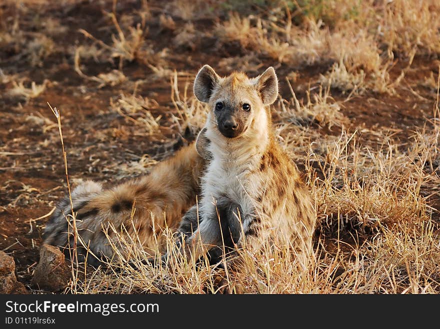 The Spotted Hyaena (Crocuta crocuta), also known as the Laughing Hyena, Cape Wolf or Tiger Wolf is the largest species of hyena. It occurs in many different habitats, from extremely hot and arid lowland areas in its northern and southern ranges, to cold, mountainous terrains (South Africa). The Spotted Hyaena (Crocuta crocuta), also known as the Laughing Hyena, Cape Wolf or Tiger Wolf is the largest species of hyena. It occurs in many different habitats, from extremely hot and arid lowland areas in its northern and southern ranges, to cold, mountainous terrains (South Africa)