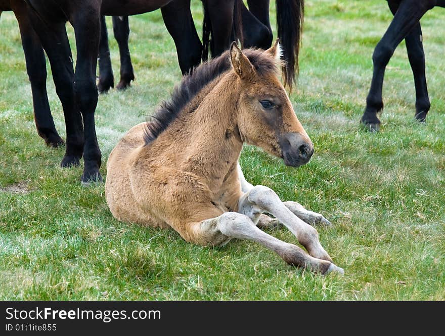 Young horse colt