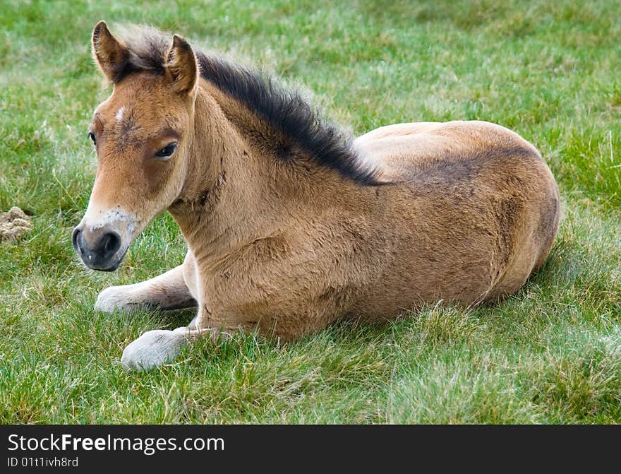 Young horse colt