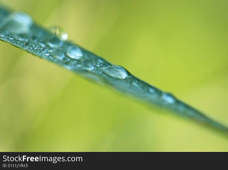 Green fresh leaves with water drops on it