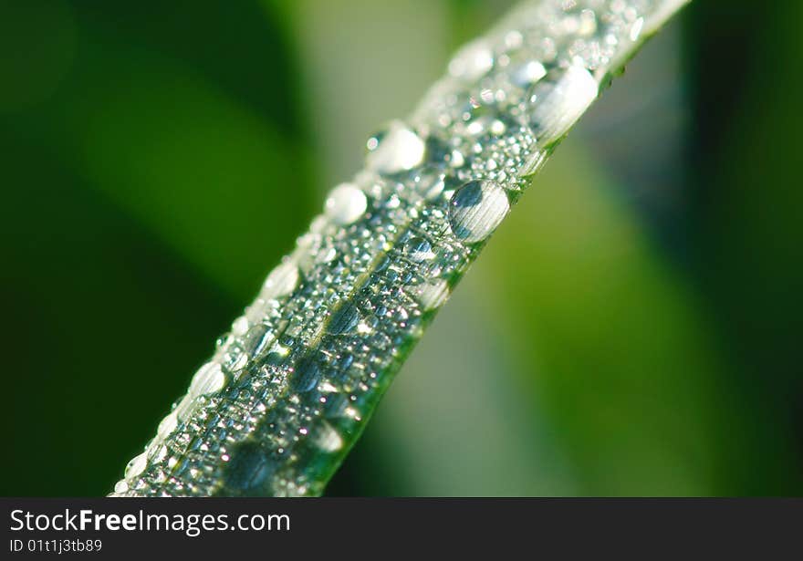 Green fresh leaves with water drops on it