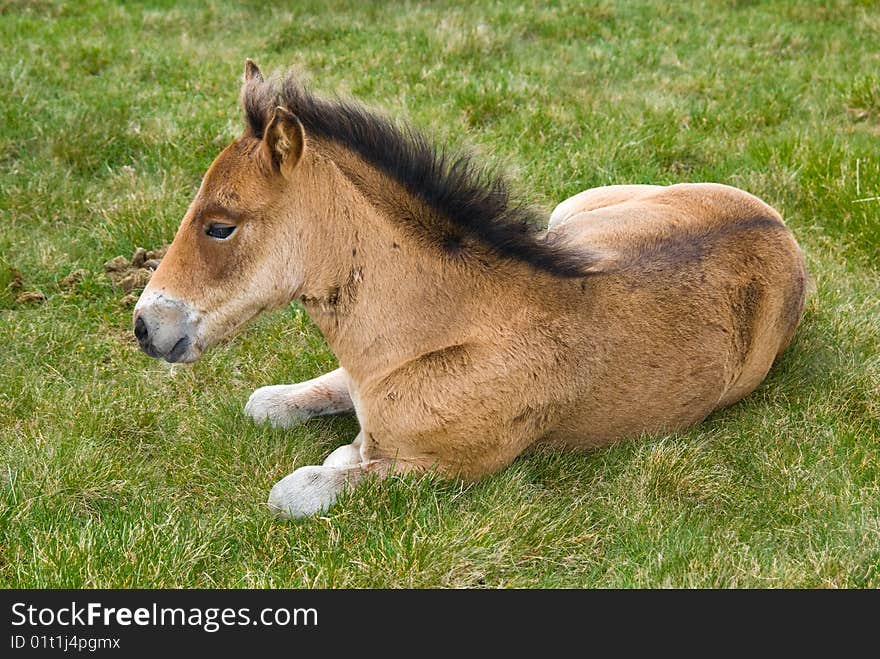 Young horse colt