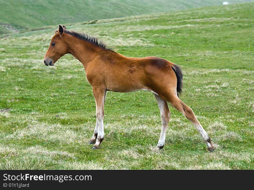 Active Horse Colt