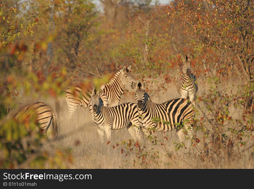 A herd of zebras in the early hours of the morning. The pictures was taken during a very early walk in the Kurger National Park