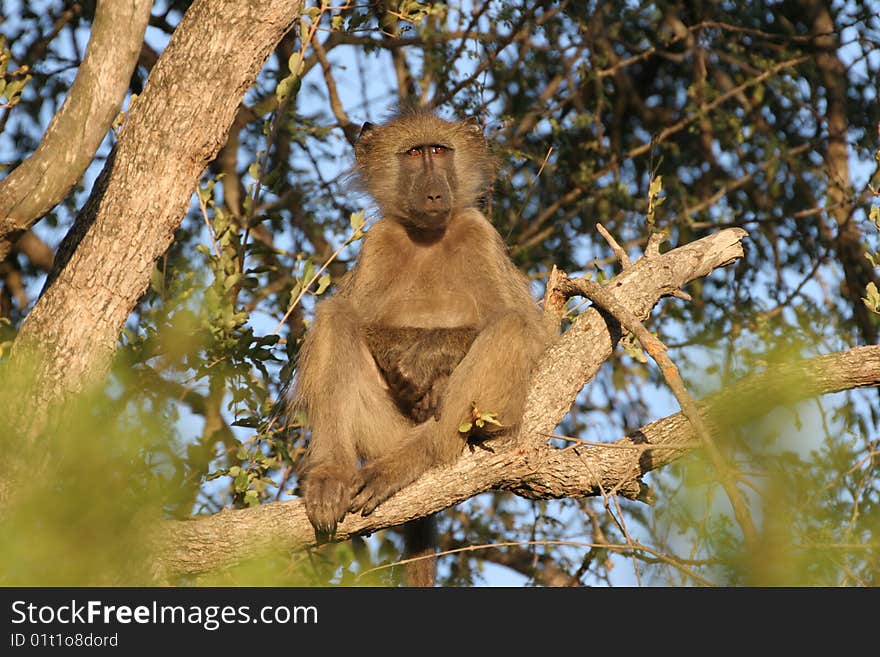 Lazy Baboon