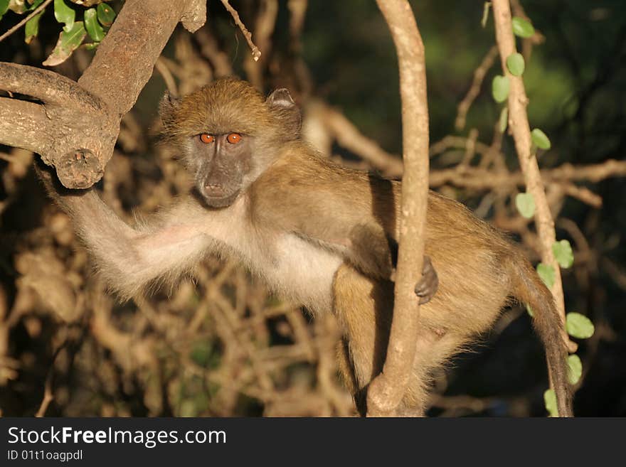 Lazy Baboon