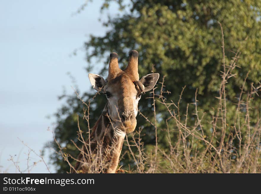 Giraffe